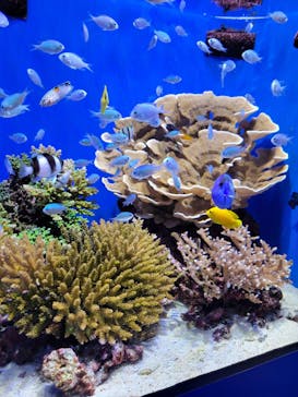 沖縄美ら海水族館に投稿された画像（2024/5/2）