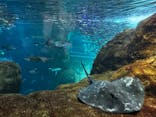 新江ノ島水族館に投稿された画像（2024/5/3）