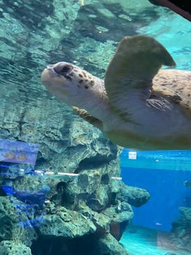 名古屋港水族館に投稿された画像（2024/5/2）