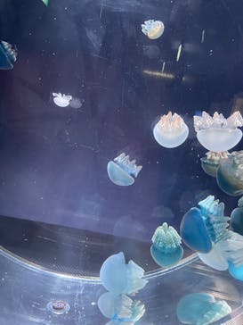 名古屋港水族館に投稿された画像（2024/5/2）