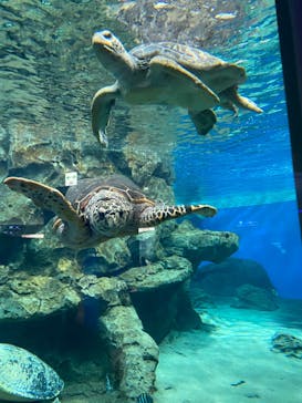 名古屋港水族館に投稿された画像（2024/5/2）