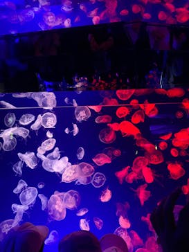 名古屋港水族館に投稿された画像（2024/5/2）