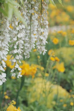 浜名湖パルパルに投稿された画像（2024/5/2）