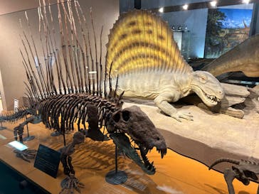 福井県立恐竜博物館に投稿された画像（2024/5/3）