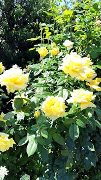 浜名湖花博2024に投稿された画像（2024/5/3）