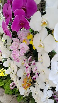 浜名湖花博2024に投稿された画像（2024/5/3）