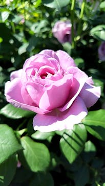 浜名湖花博2024に投稿された画像（2024/5/3）