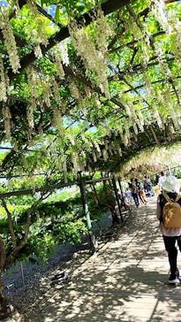 浜名湖花博2024に投稿された画像（2024/5/3）