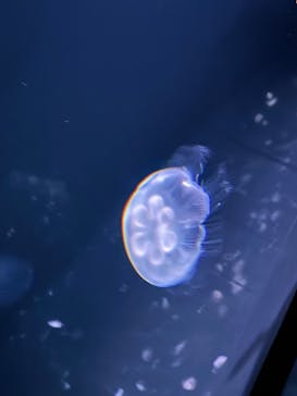 サンシャイン水族館に投稿された画像（2024/5/3）