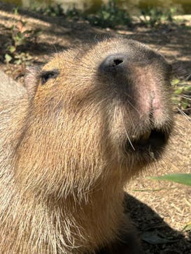 神戸どうぶつ王国に投稿された画像（2024/5/3）