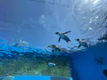 サンシャイン水族館に投稿された画像（2024/5/3）