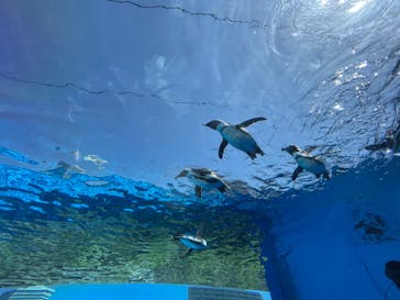 サンシャイン水族館に投稿された画像（2024/5/3）