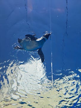 サンシャイン水族館に投稿された画像（2024/5/3）