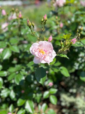 浜名湖花博2024に投稿された画像（2024/5/3）