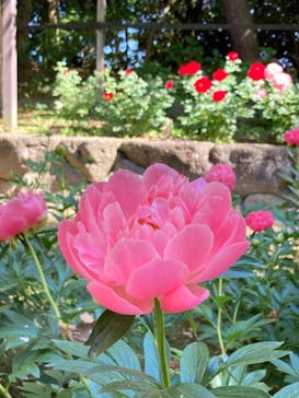 日本庭園　由志園に投稿された画像（2024/5/3）