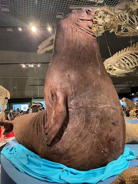 特別展「大哺乳類展３－わけてつなげて大行進」に投稿された画像（2024/5/3）