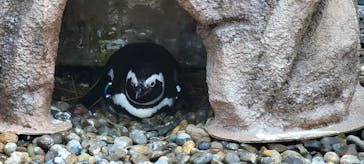 上越市立水族博物館 うみがたりに投稿された画像（2024/5/3）