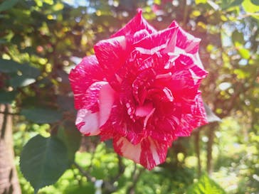 横浜イングリッシュガーデンに投稿された画像（2024/5/3）