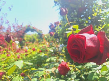 横浜イングリッシュガーデンに投稿された画像（2024/5/3）