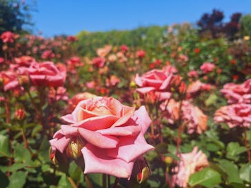 横浜イングリッシュガーデンに投稿された画像（2024/5/3）