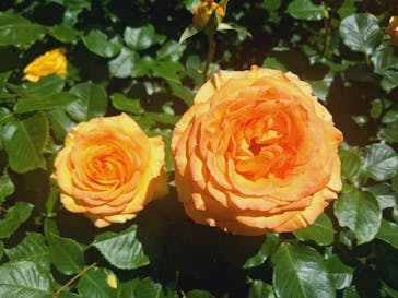 横浜イングリッシュガーデンに投稿された画像（2024/5/3）