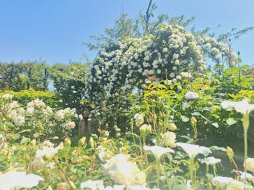 横浜イングリッシュガーデンに投稿された画像（2024/5/3）