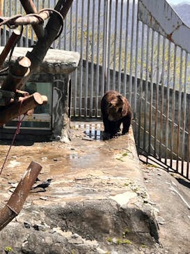 のぼりべつクマ牧場に投稿された画像（2024/5/3）