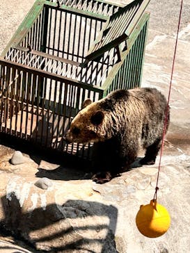 のぼりべつクマ牧場に投稿された画像（2024/5/3）