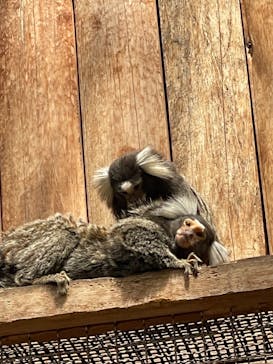 神戸どうぶつ王国に投稿された画像（2024/5/3）