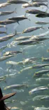 サンシャイン水族館に投稿された画像（2024/5/3）