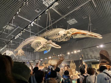 特別展「大哺乳類展３－わけてつなげて大行進」に投稿された画像（2024/5/3）