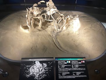 福井県立恐竜博物館に投稿された画像（2024/5/3）