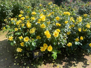 京成バラ園に投稿された画像（2024/5/3）