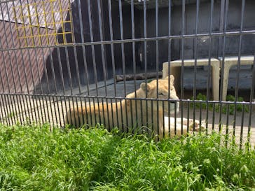 東北サファリパークに投稿された画像（2024/5/3）