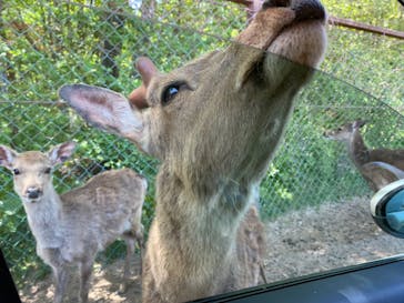 東北サファリパークに投稿された画像（2024/5/3）