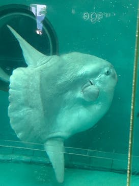 鴨川シーワールドに投稿された画像（2024/5/3）