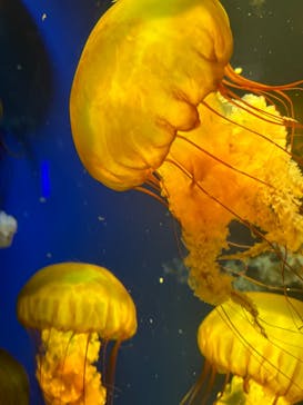 鴨川シーワールドに投稿された画像（2024/5/3）