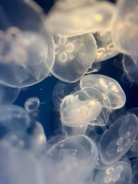 鴨川シーワールドに投稿された画像（2024/5/3）