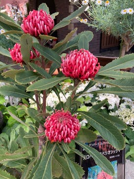 安城産業文化公園デンパークに投稿された画像（2024/5/3）