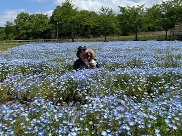 滋賀農業公園ブルーメの丘に投稿された画像（2024/5/3）