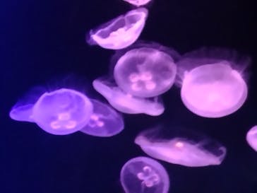 マリンワールド海の中道に投稿された画像（2024/5/3）