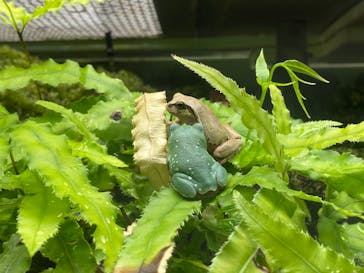 世界淡水魚園水族館　アクア・トトぎふに投稿された画像（2024/5/3）