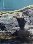 サンシャイン水族館に投稿された画像（2024/5/3）