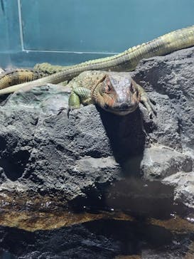 サンシャイン水族館に投稿された画像（2024/5/3）