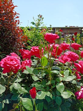 横浜イングリッシュガーデンに投稿された画像（2024/5/3）