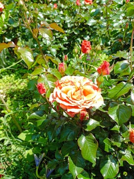 横浜イングリッシュガーデンに投稿された画像（2024/5/3）