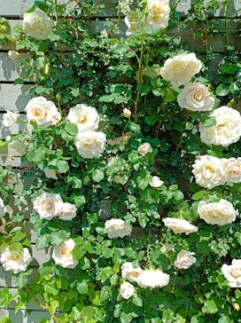 横浜イングリッシュガーデンに投稿された画像（2024/5/3）