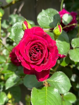 横浜イングリッシュガーデンに投稿された画像（2024/5/3）