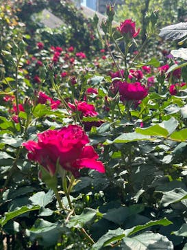 横浜イングリッシュガーデンに投稿された画像（2024/5/3）