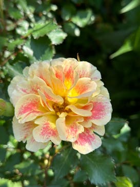 横浜イングリッシュガーデンに投稿された画像（2024/5/3）